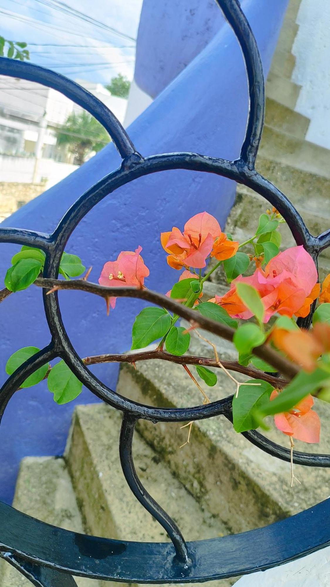 Amaranto Bed And Breakfast Κοζουμέλ Εξωτερικό φωτογραφία